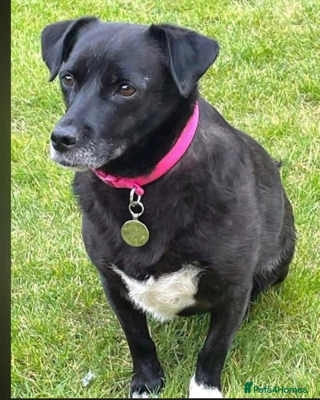 Mixed Breed dogs for adoption: 🐾❤️Meet Bramble in Chelmsford - Advert 2