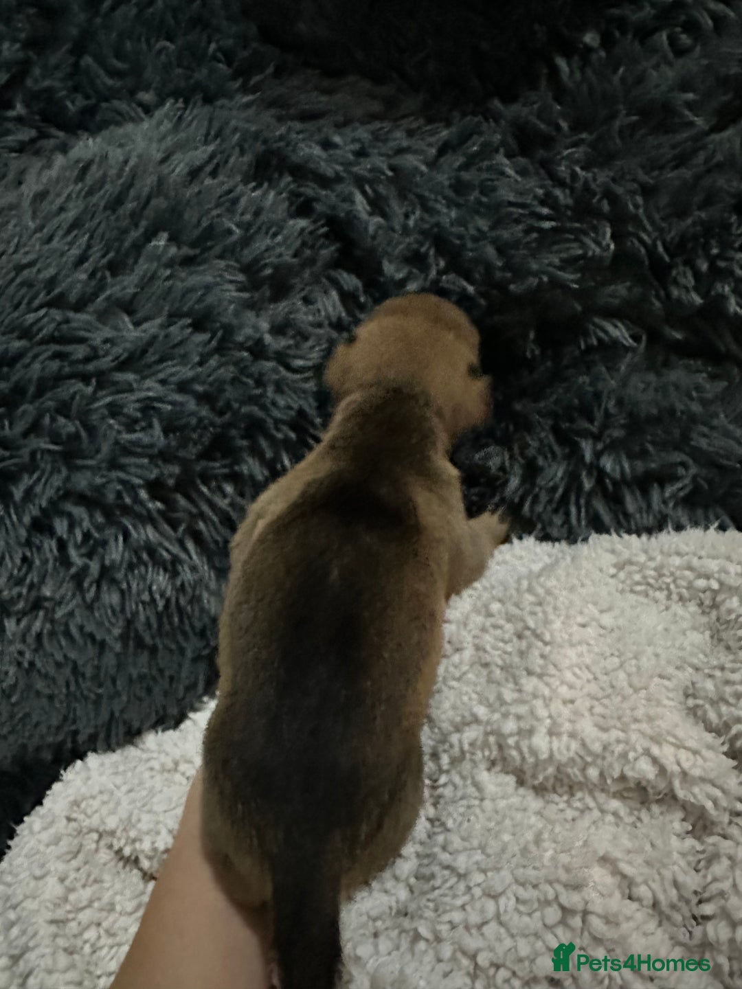 Mixed Breed dogs for sale: Husky staffy cross puppy - Advert 31