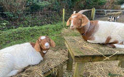 Goats livestock for sale: 2 Female Boers Free to a loving home - Image 2