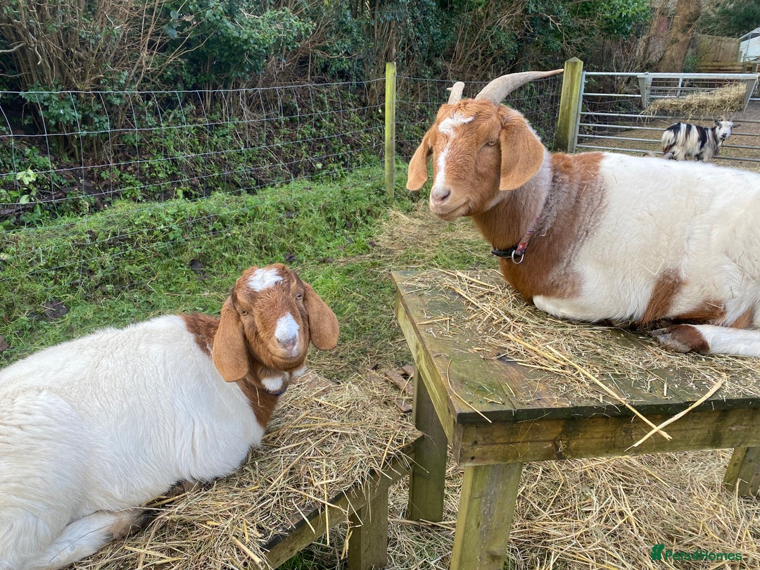 Goats livestock for sale: 2 Female Boers Free to a loving home - Image 2