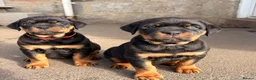 Rottweiler dogs for sale: 🩷LAST GIRL READY TO LEAVE🩷 - Advert 13