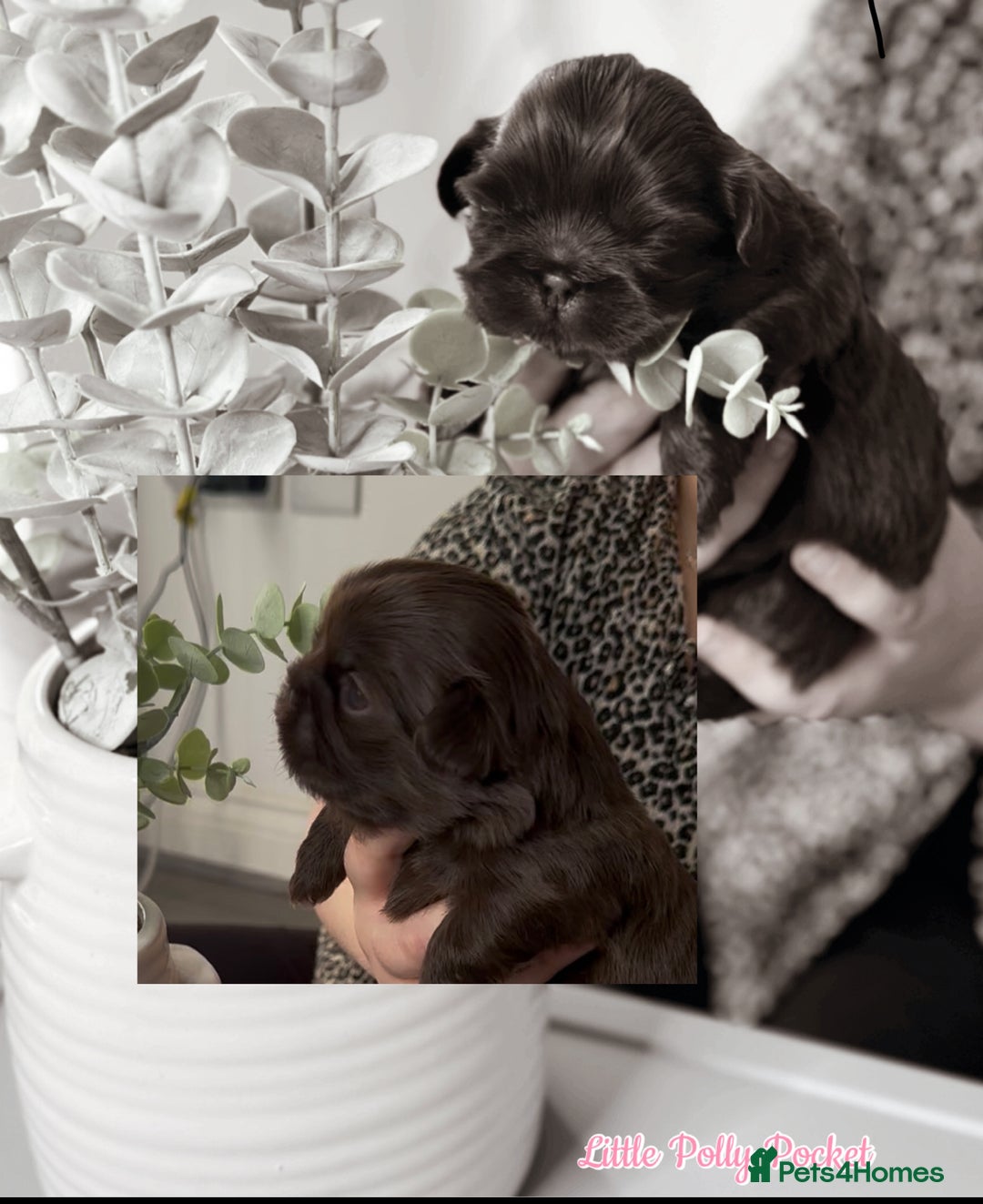 Shih Tzu dogs for sale: Exquisite KC Doll Faced Imperials (LILAC/CHOC) 🎀 - Image 5