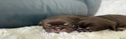 Pug dogs for sale: Kc chocolate and tan pug puppies  - Advert 22