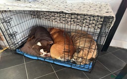 English Bulldog dogs for sale: Bruce, Chocolate male English Bulldog  - Image 3