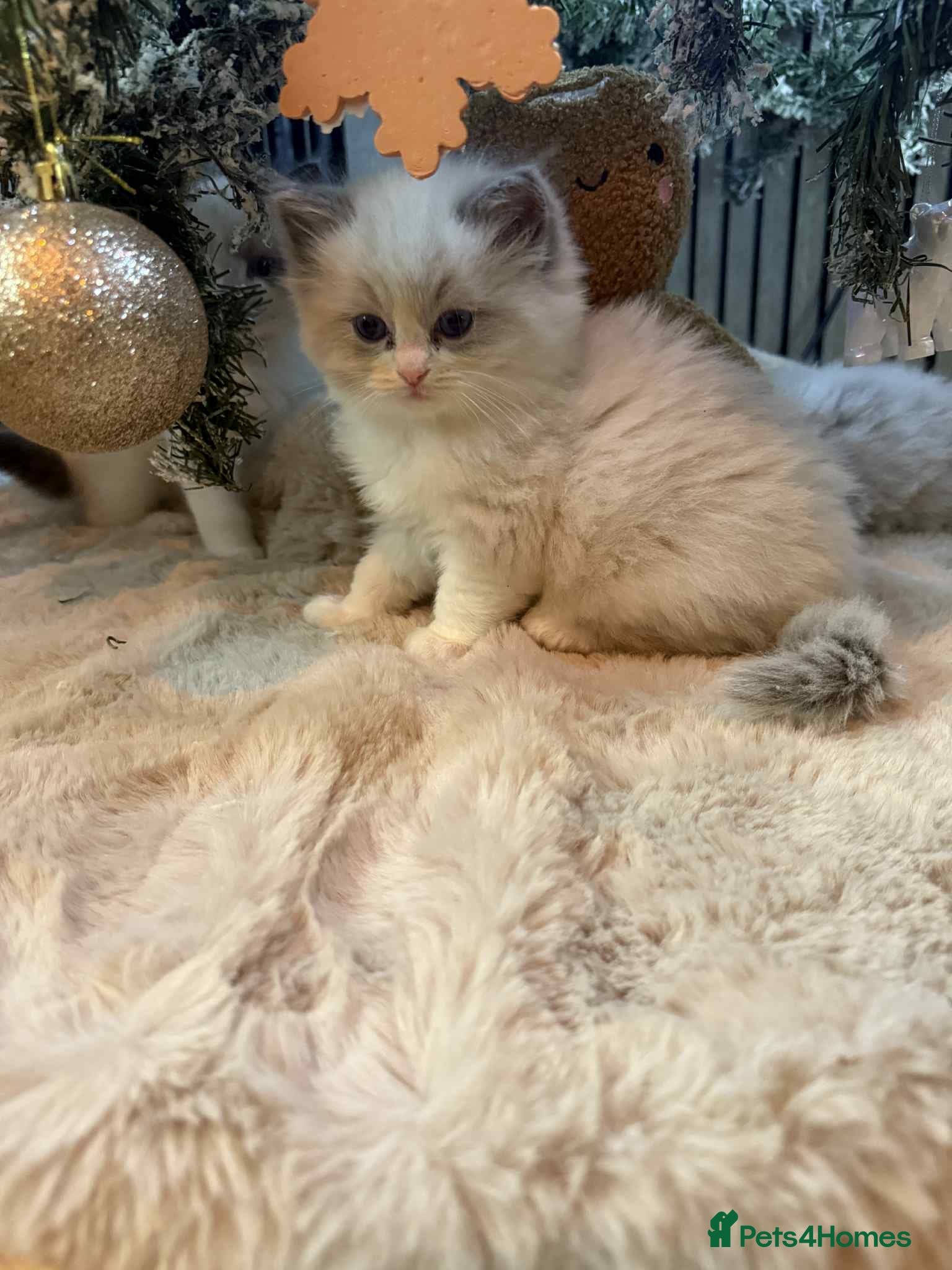 Ragdoll cats Stunning GCCF ragdolls - Advert 9