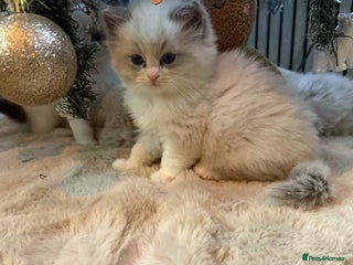 Ragdoll cats Stunning GCCF ragdolls - Advert 9