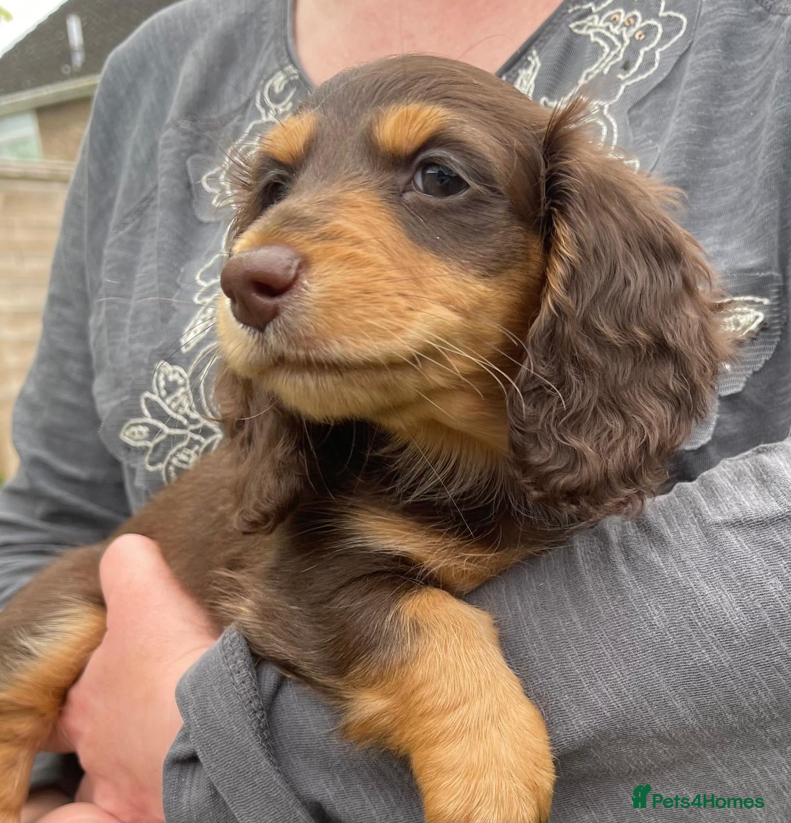 Dachshund dogs for sale: Last 2 Miniature longhaired dachshund Puppies - Advert 25