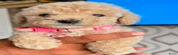 Miniature Poodle dogs for sale: Ready to go Monday Mini Poodles DNA Tested Parents - Advert 10