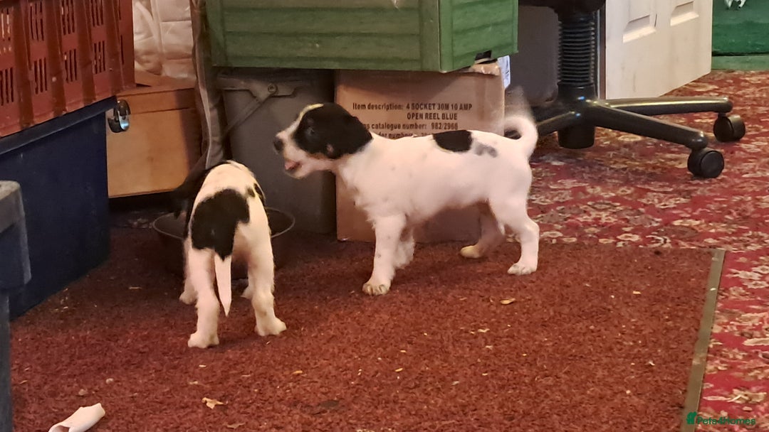 Jack Russell dogs for sale: KC Jack Russell pups, DNA Clear- LOA, SCA, PLL - Advert 26