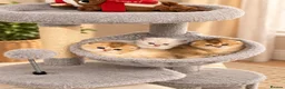 Scottish Fold cats for sale: stunning Scottish Fold and  Straight kittens - Advert 2
