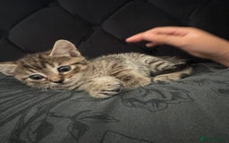 Mixed Breed cats for sale: Mixed breed cats ready now - Image 7