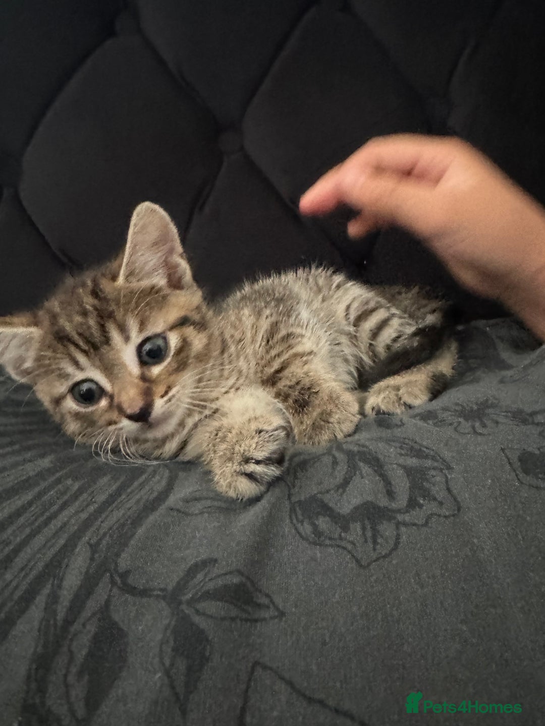 Mixed Breed cats for sale: Mixed breed cats ready now - Image 7