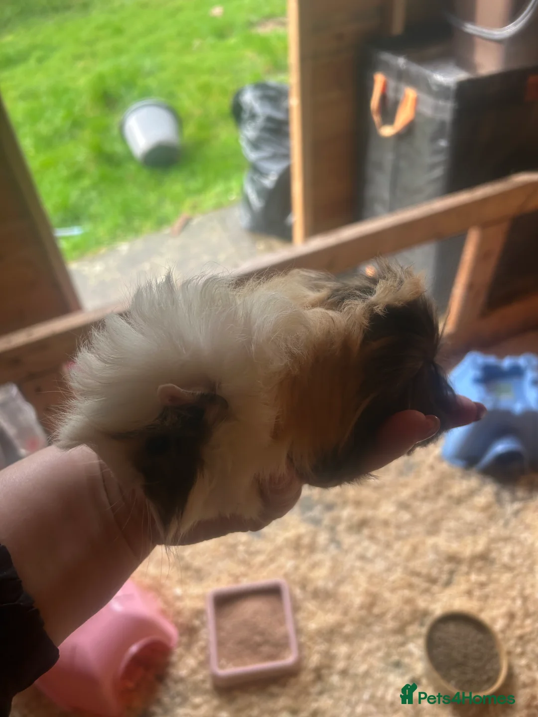 Guinea Pig rodents for sale: Longhair guineapigs  - Advert 3