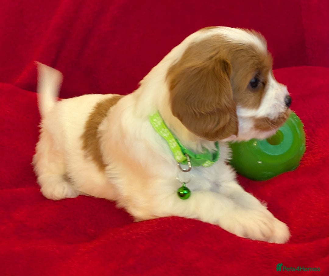 Cavapoo dogs for sale: F2 Cavapoo, Dog breeding license - Advert 33