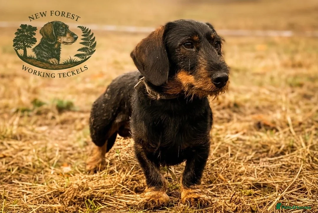 Dachshund dogs for stud: Teckel Dog For Stud  in New Milton - Advert 1