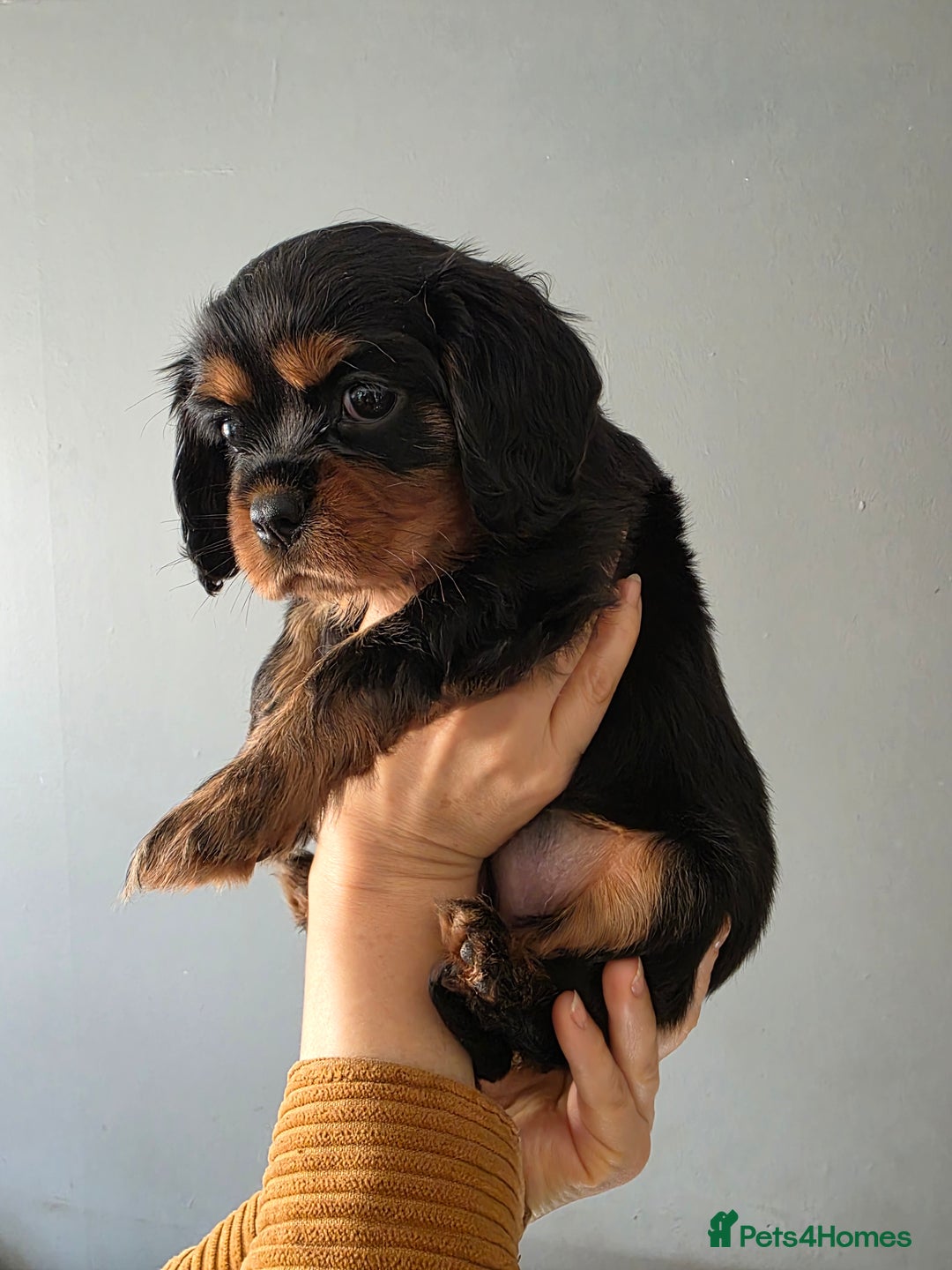 Cavalier King Charles Spaniel dogs for sale: Cavalier King Charles puppy girls - Image 11