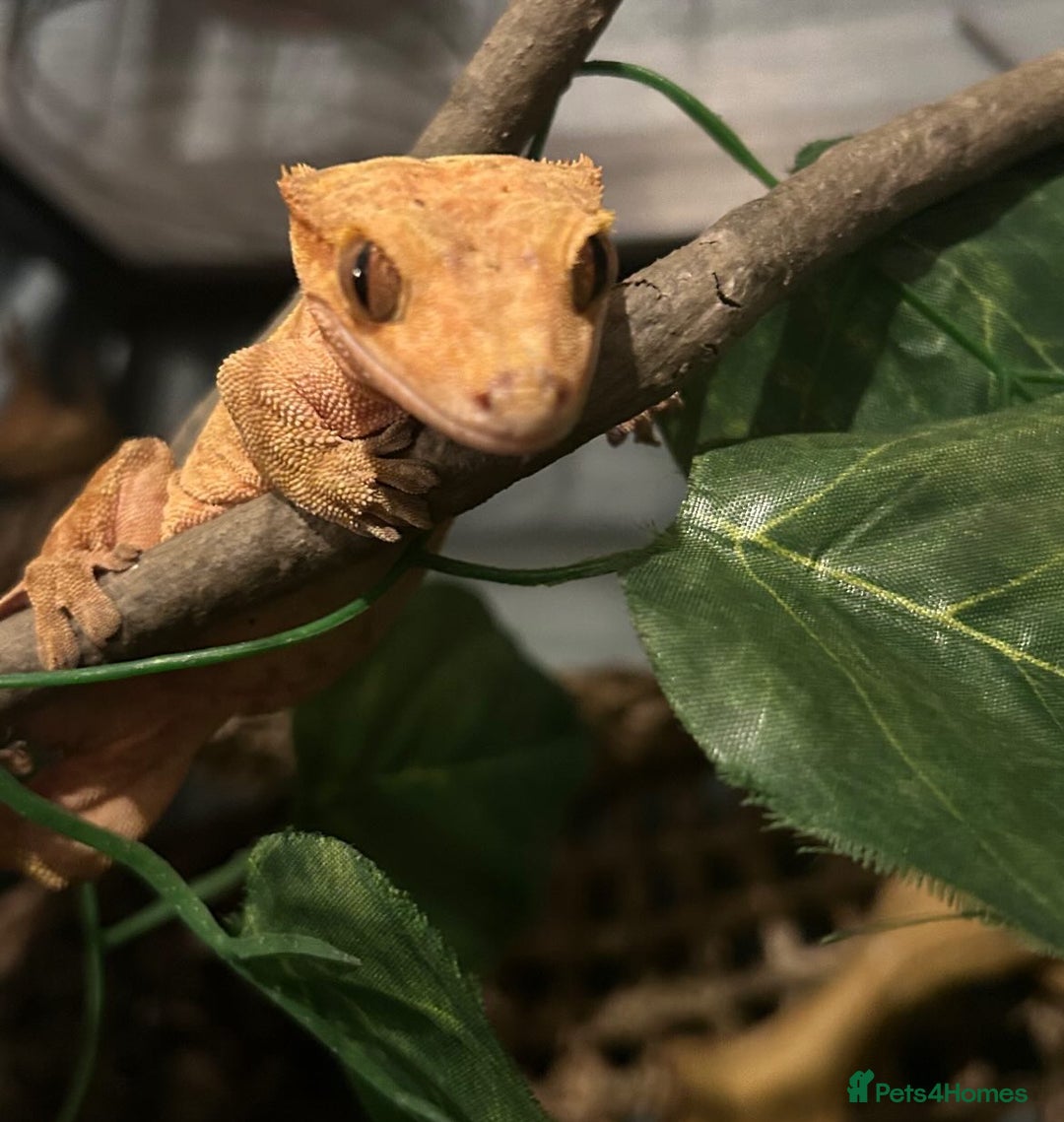Gecko reptiles for sale: Two female crested geckos  - Advert 5
