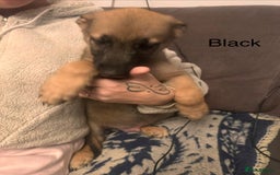 Mixed Breed dogs for sale: German Sheperd cross Lurcher Puppies - Image 24