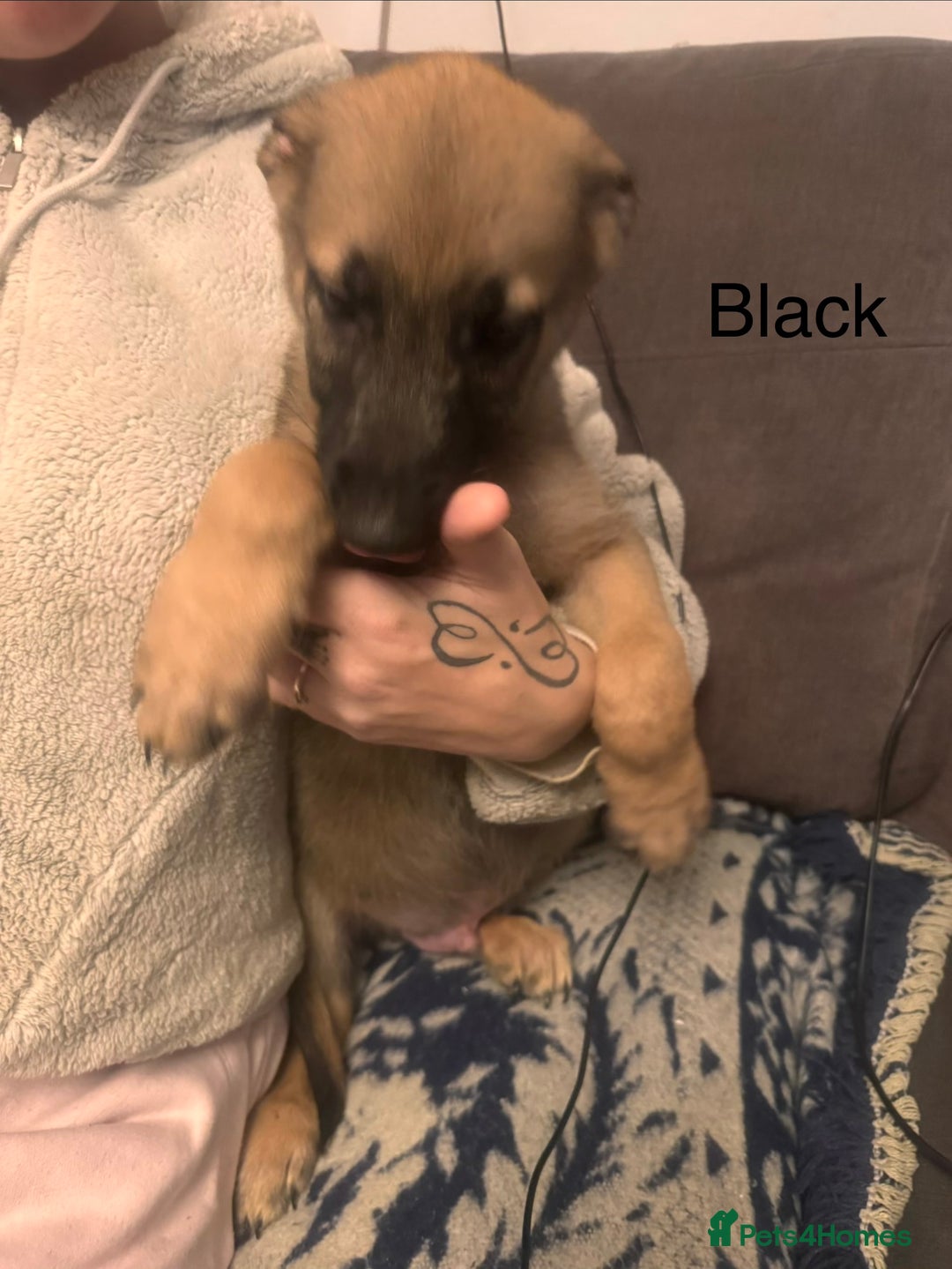 Mixed Breed dogs for sale: German Sheperd cross Lurcher Puppies - Image 24