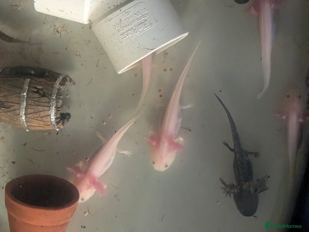 Axolotl reptiles for sale: Baby axolotl  - Advert 7