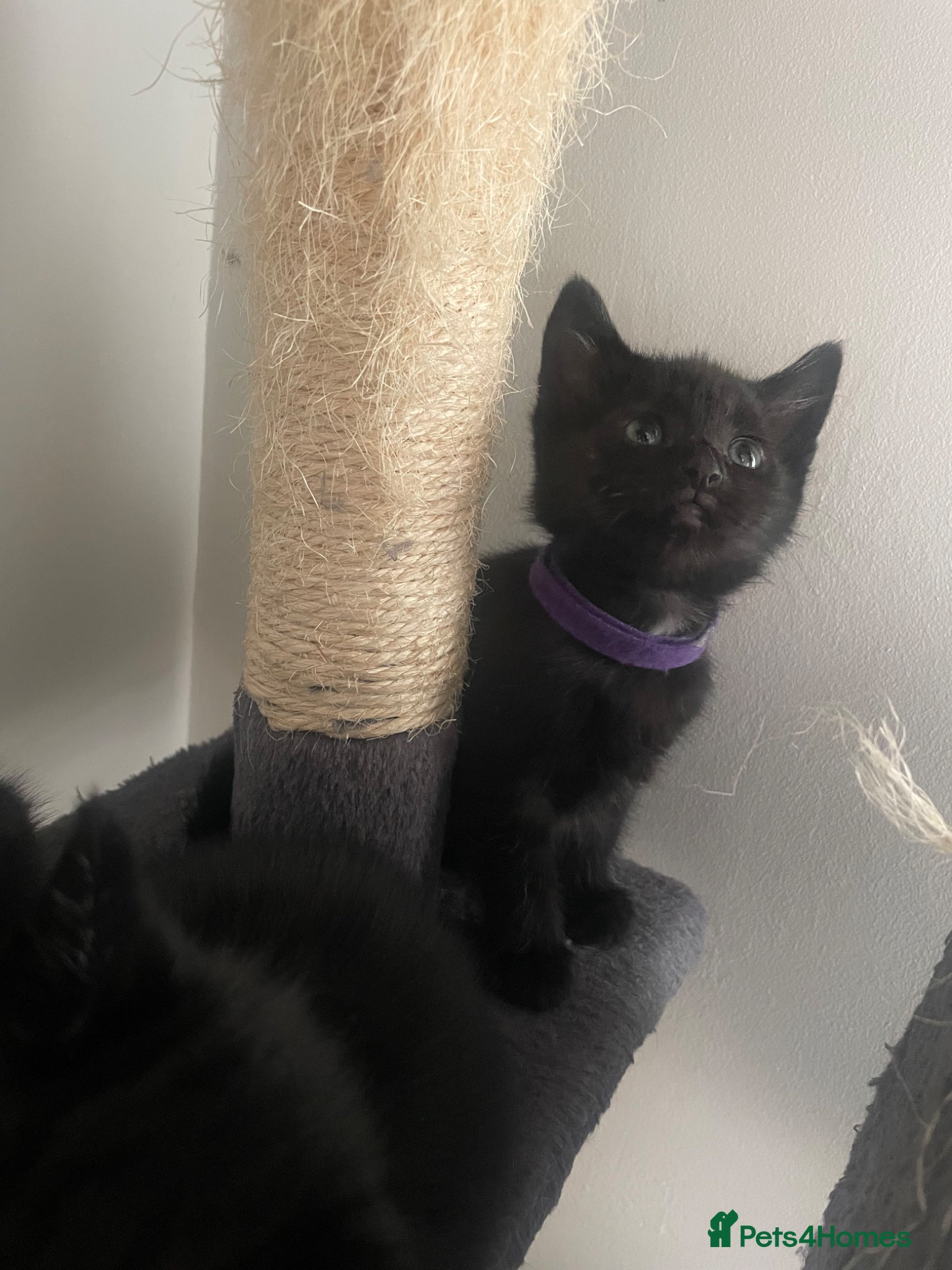 Mixed Breed cats 1 female available ready 26th may - Advert 11