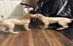 Saluki dogs for sale: Saluki  - Image 21