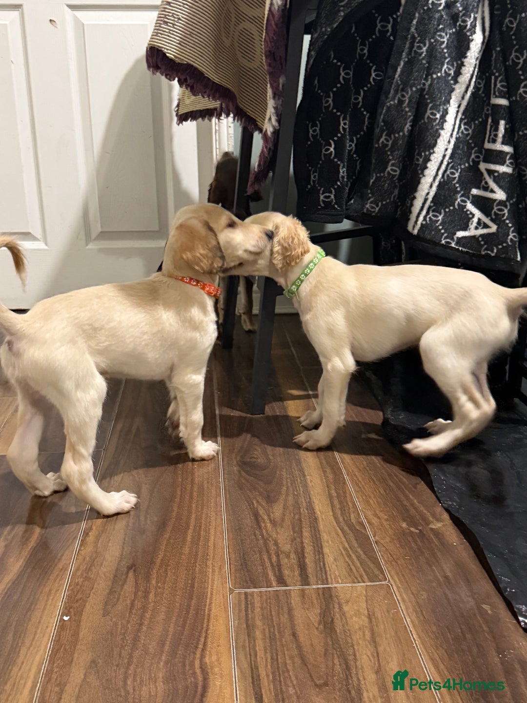 Saluki dogs for sale: Saluki  - Image 21