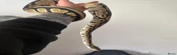 Python Snake reptiles for sale: Snakes - Advert 7