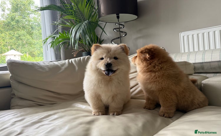 Chow Chow dogs - Advert 1