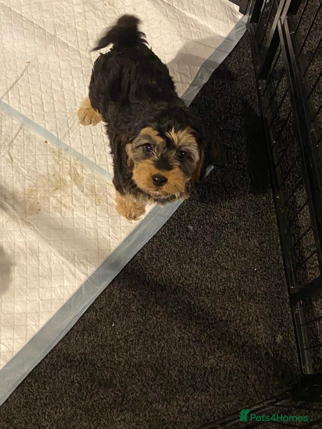 Cockapoo dogs for sale: ADORABLE COCKAPOO PUPPIES  - Advert 25