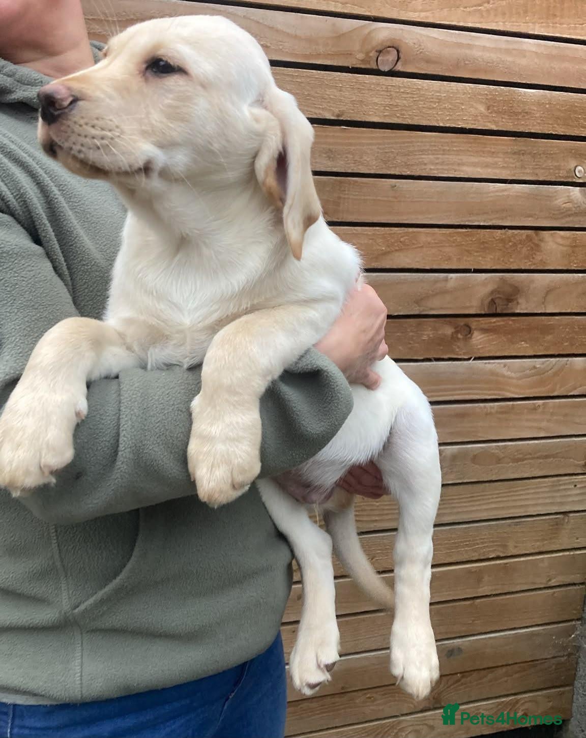 Labrador Retriever dogs for sale: KC Registered Working Labrador Retriever Puppies - Advert 1