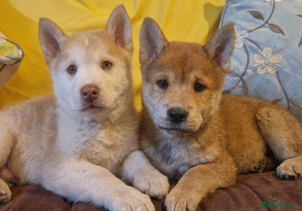 Mixed Breed dogs Gorgeous Chowski boys - Advert 10