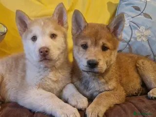 Mixed Breed dogs Gorgeous Chowski boys - Advert 16