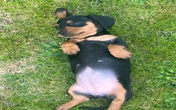 Dachshund dogs for sale: Mini dachshund puppies  - Image 4