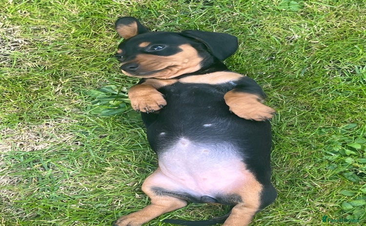 Dachshund dogs - Advert 16