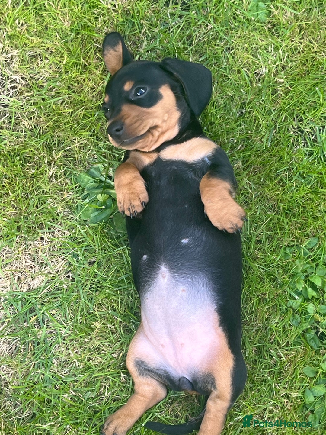Dachshund dogs for sale: Mini dachshund puppies  - Image 4