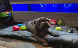 Staffordshire Bull Terrier dogs for sale: Stunning Staffordshire bull terrier pups  - Image 2