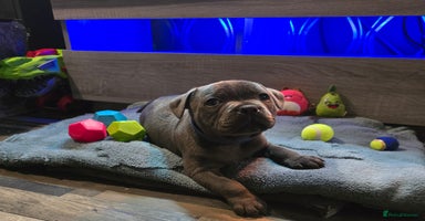 Staffordshire Bull Terrier dogs - Advert 4