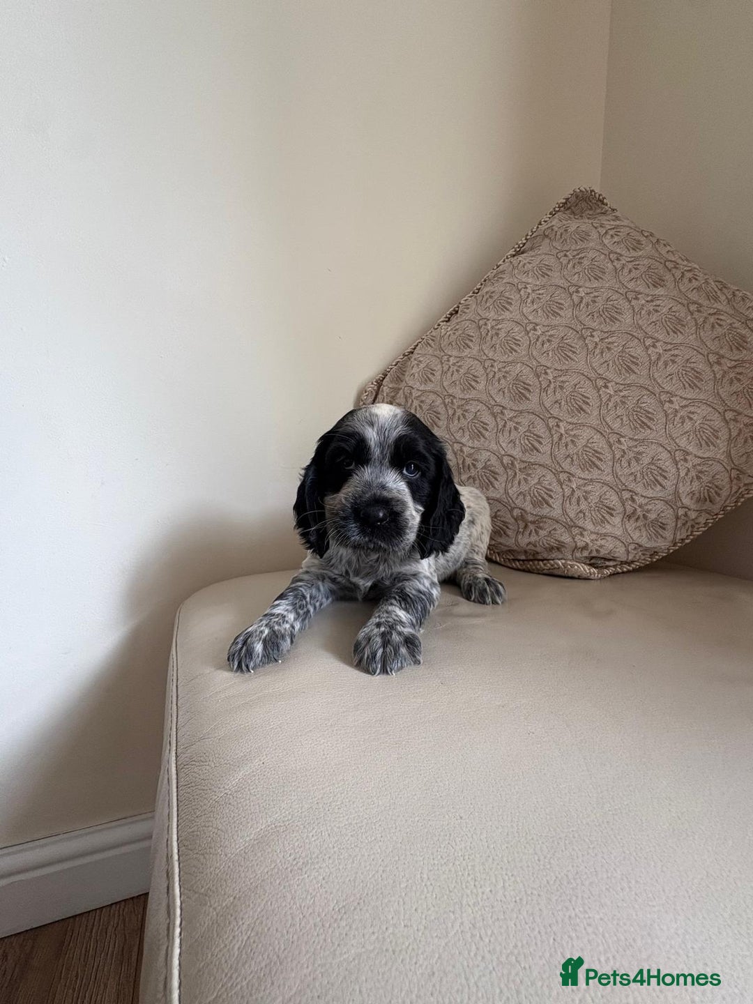 Cocker Spaniel dogs for sale: blue roam cocker spaniels - Image 7
