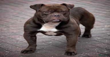 Old Tyme Bulldog dogs 5⭐️RATED COUNCIL APPROVED💥LICENSED 23 YEAR EXPERT - Advert 12