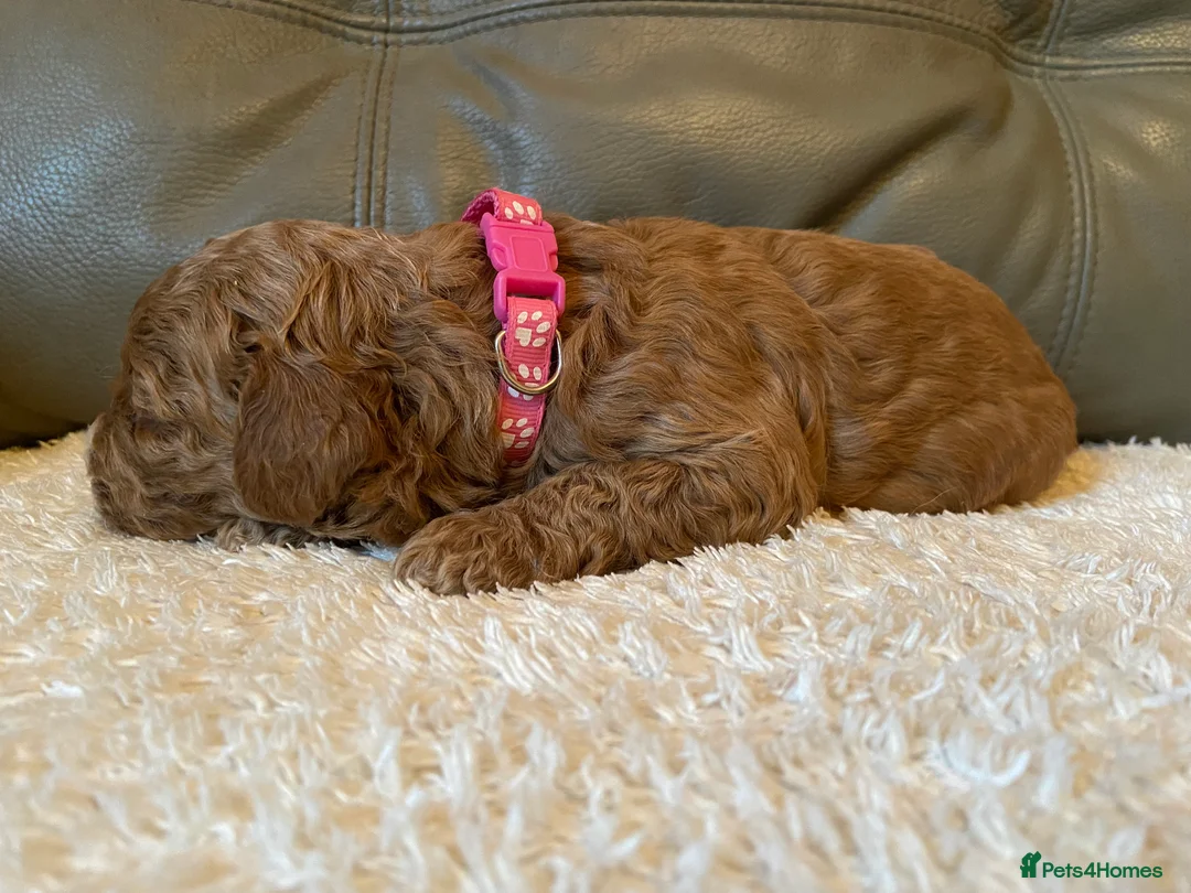 Mixed Breed dogs for sale: Stunning Australian Double Doodles - Advert 7