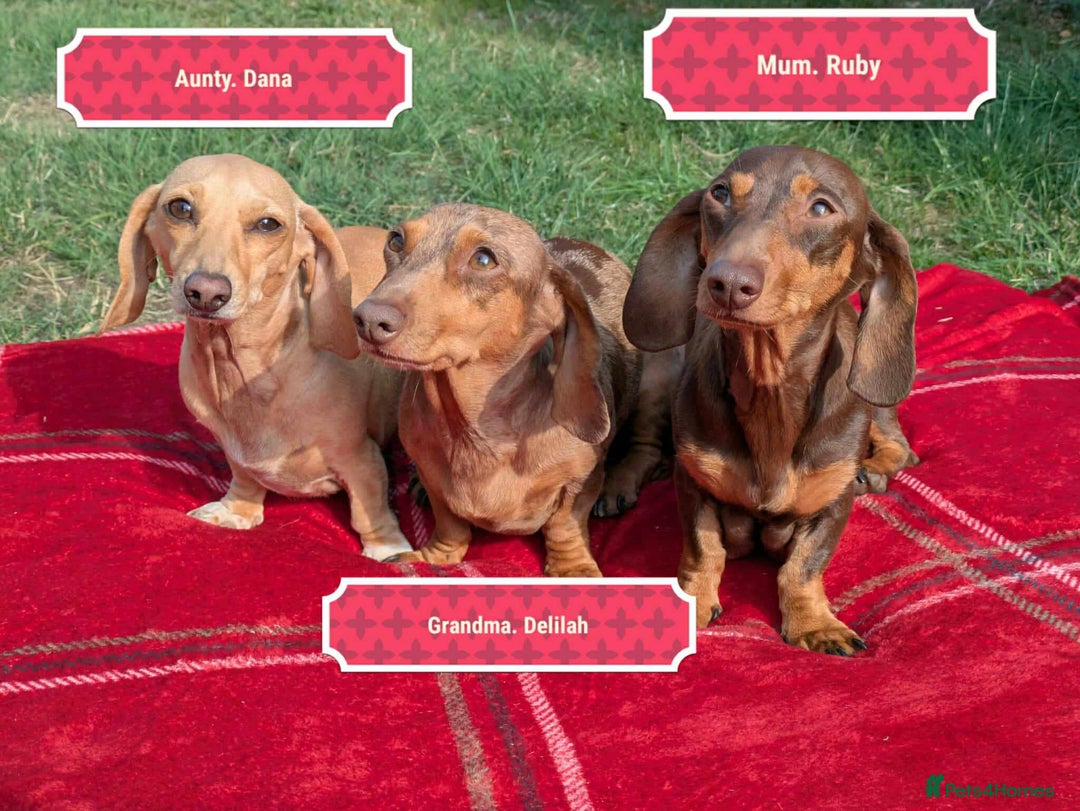 Miniature Dachshund dogs for sale: 5 beautiful chocolate and tan miniature dachshunds - Image 12