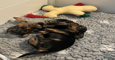 Miniature Dachshund dogs - Advert 9