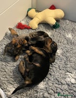 Miniature Dachshund dogs - Advert 9