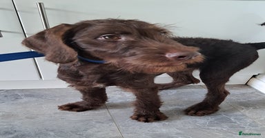 Mixed Breed dogs in Cumnock - Advert 8