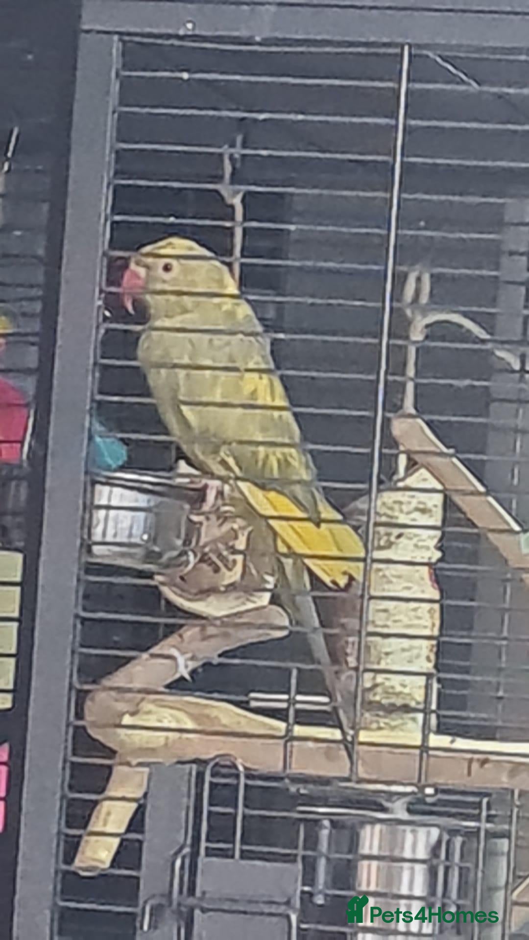 Ringnecks birds Pied Ringneck - Advert 2