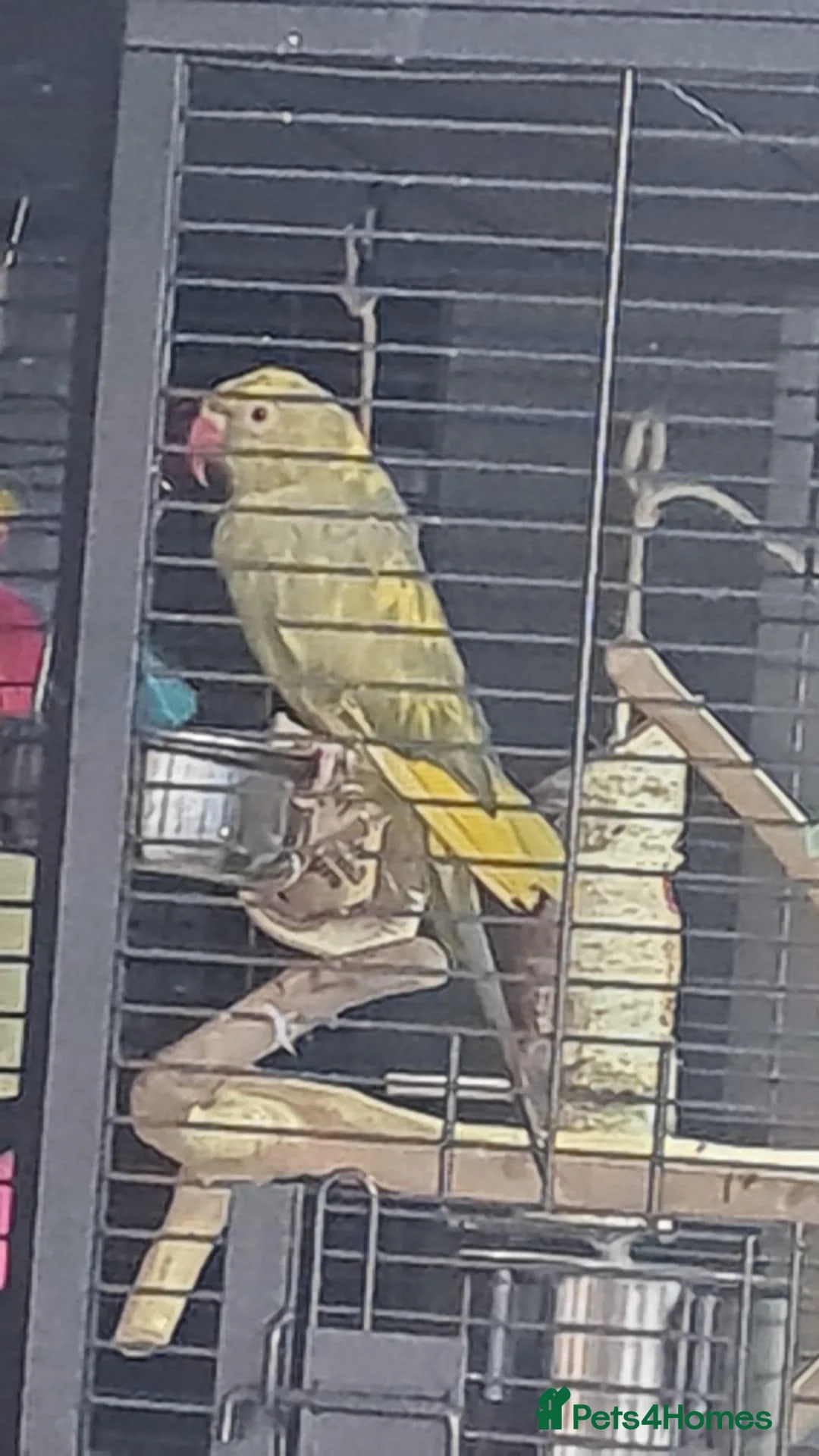 Ringnecks birds for sale: Pied Ringneck - Advert 2
