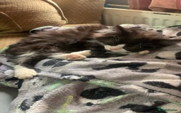 Brazilian Shorthair cats for sale:  14 week 5 day boy  - Image 1