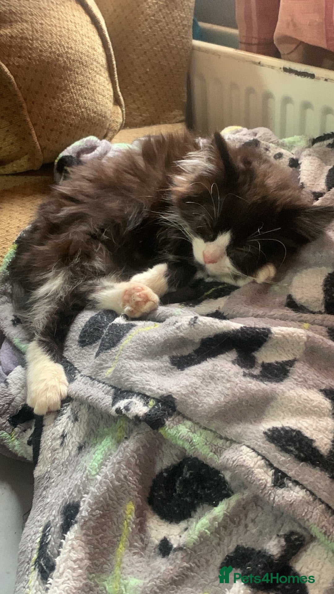 Brazilian Shorthair cats for sale:  14 week 5 day boy  - Image 1