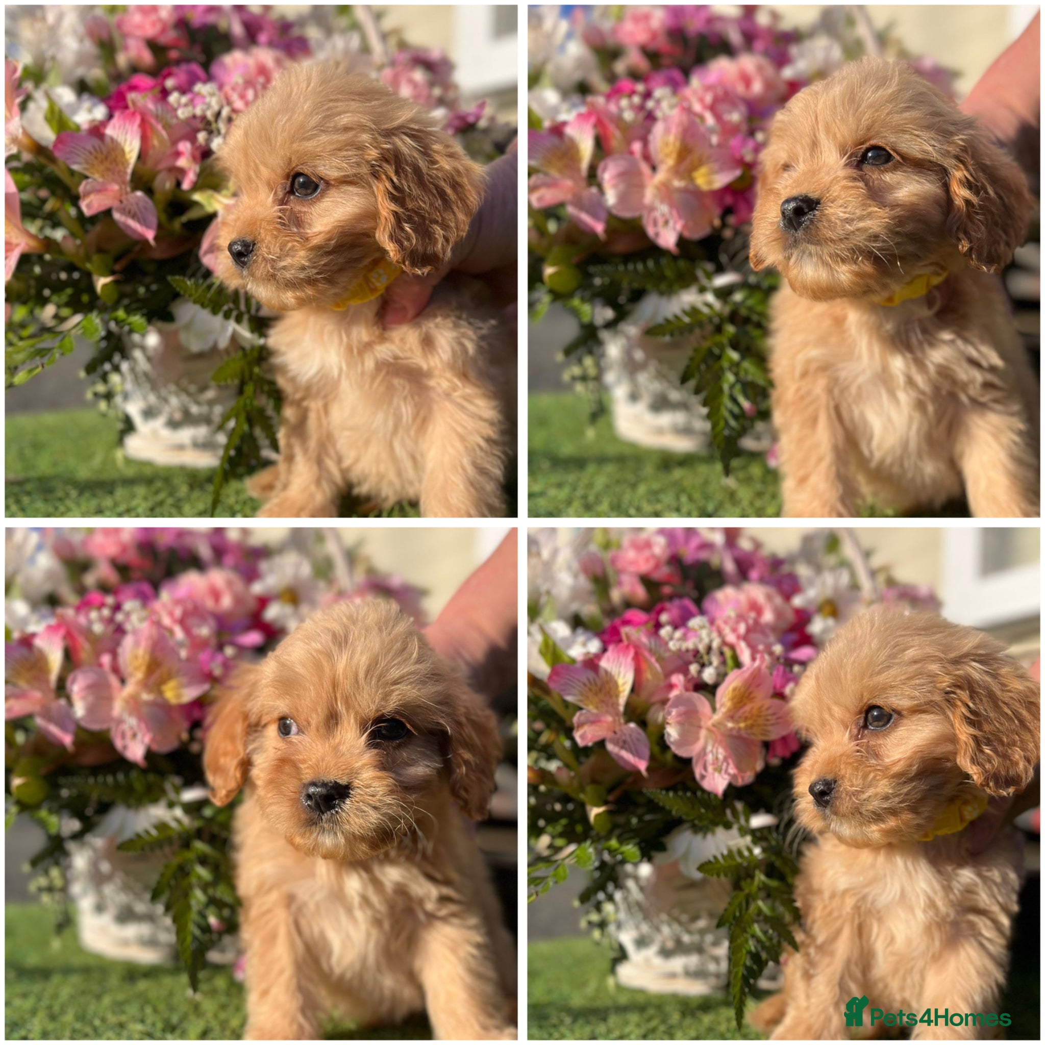 Mixed Breed dogs CAVAPOO PUPPIES 🐶🐾💙🩷 - Advert 1